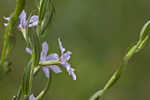 Wing-angle loosestrife